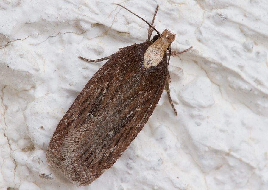 Depressaria emeritella