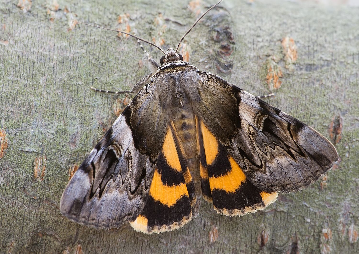 Catocala fulminea