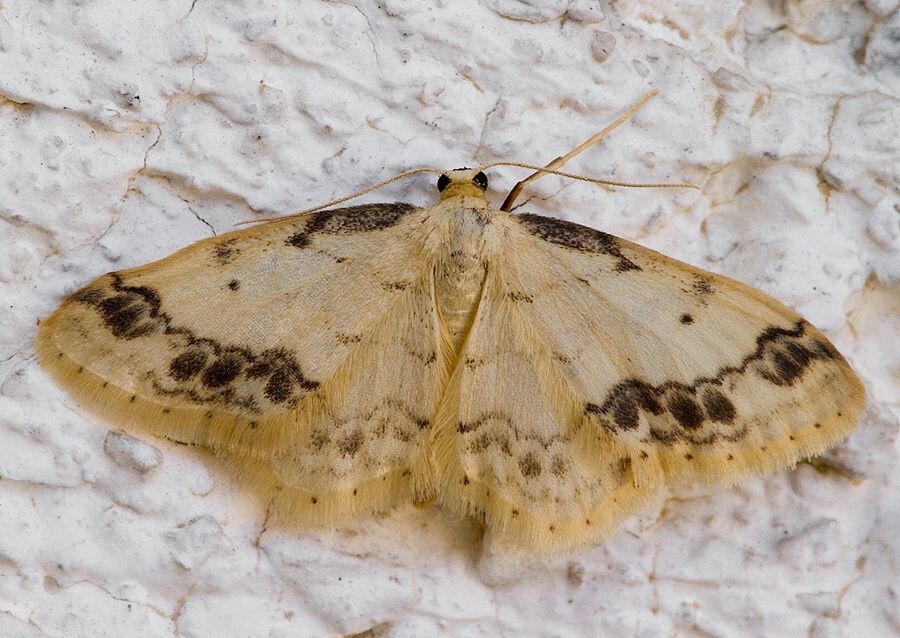 Idaea trigeminata