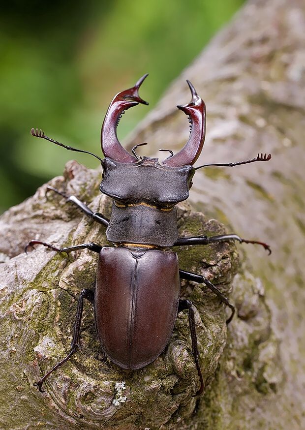 Lucanus cervus