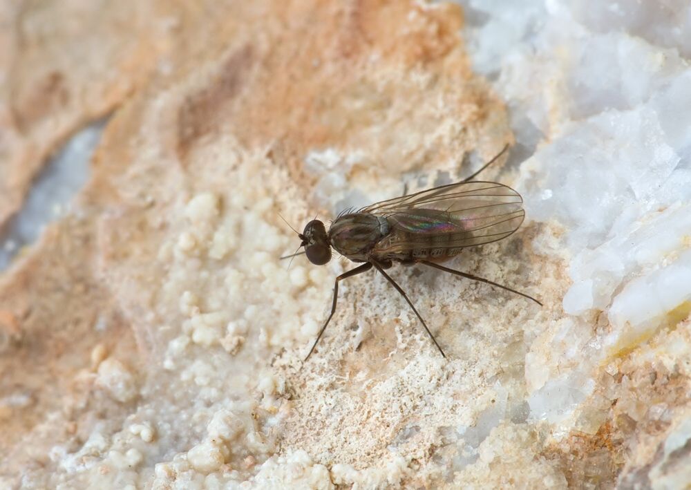 Medetera petrophiloides