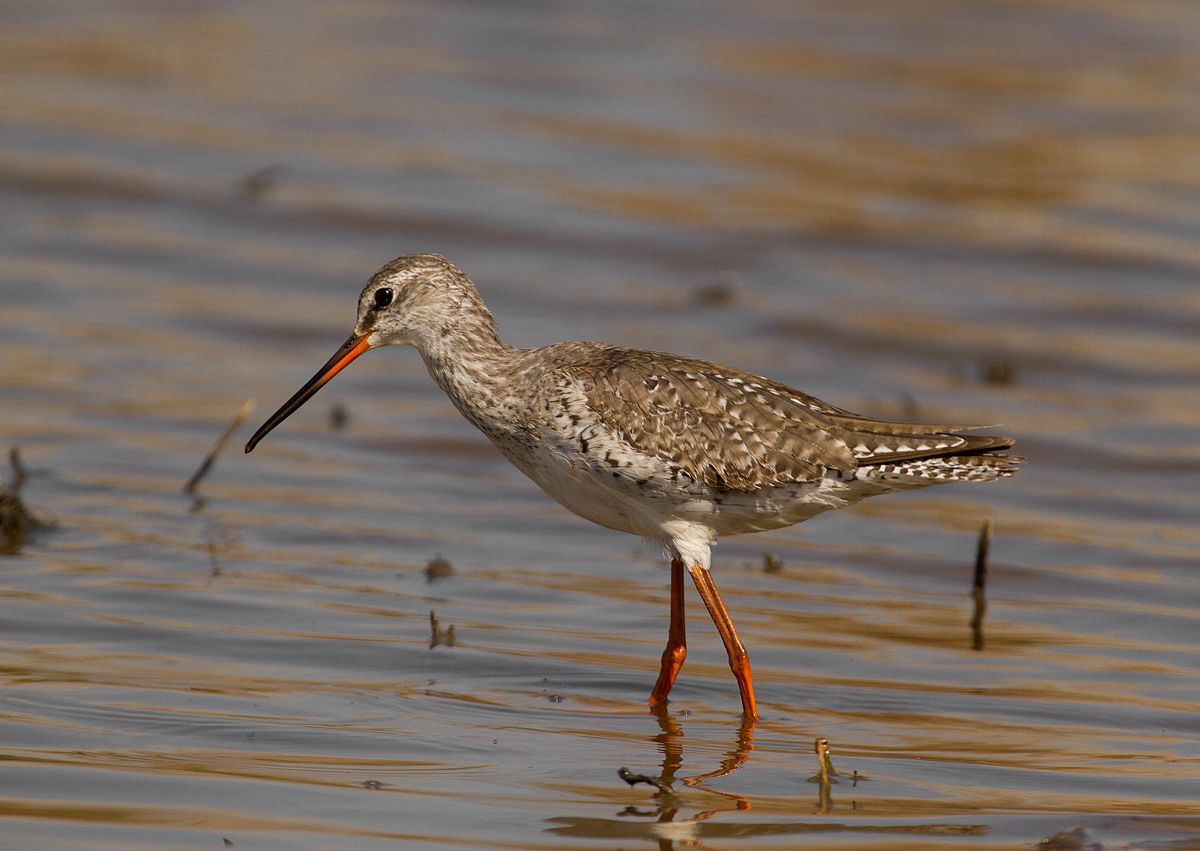 Tringa erythropus (kalužiak tmavý)