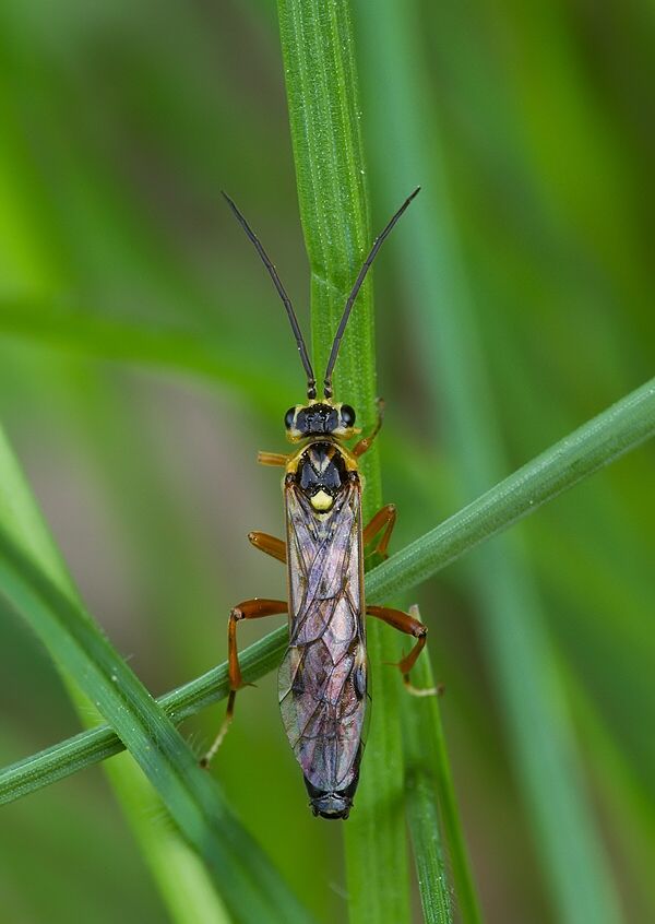 Nematus tibialis