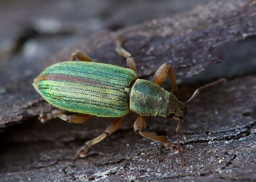 Polydrusus impar