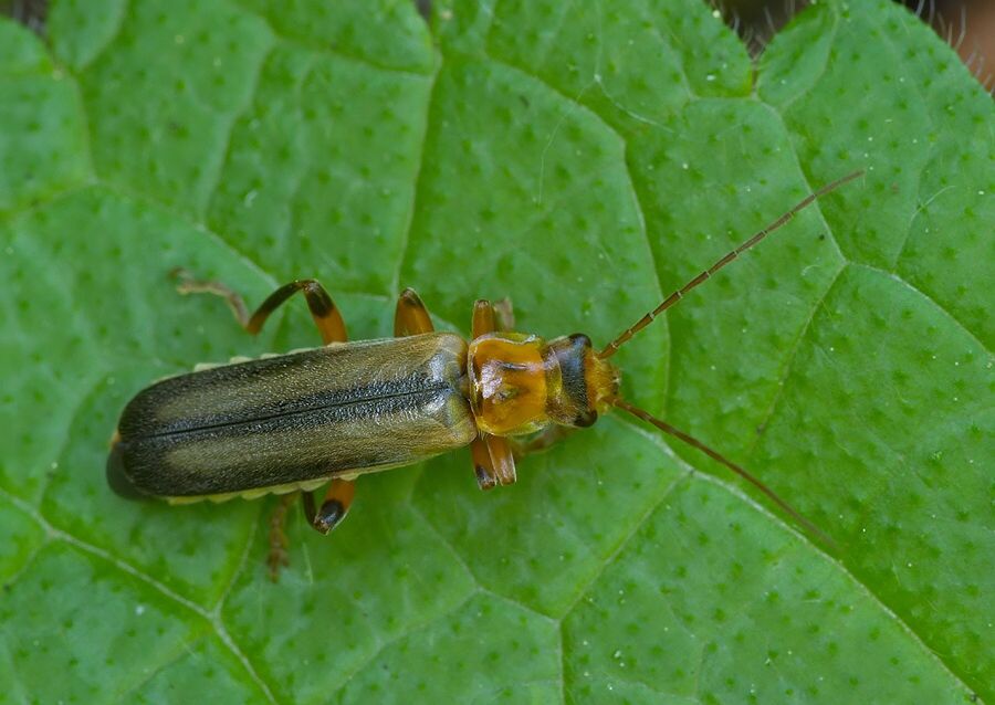 Metacantharis discoidea