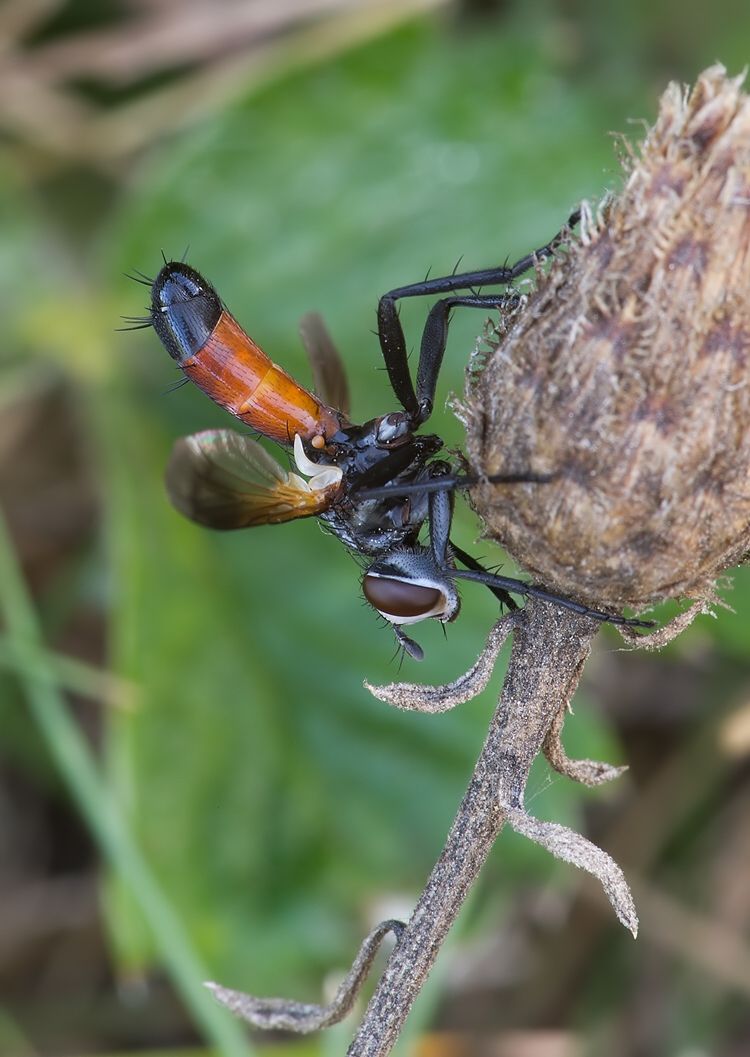 Cylindromyia brassicaria