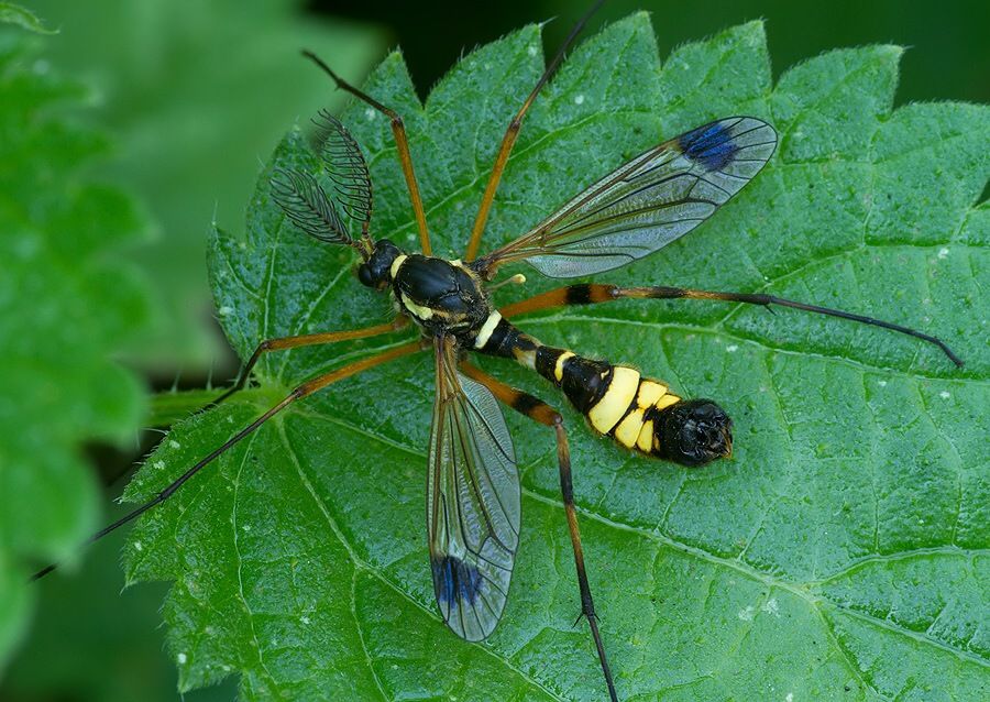 Ctenophora festiva