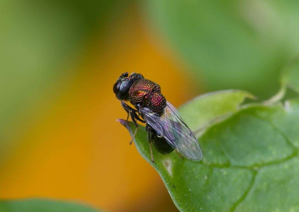 Perilampus aeneus