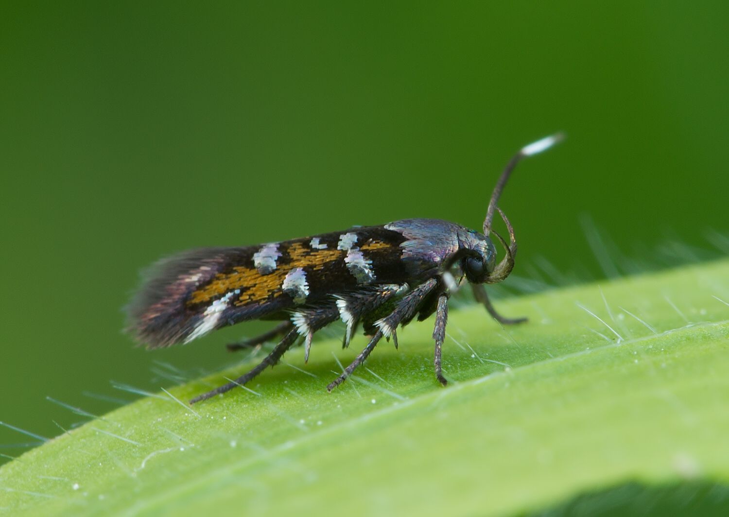 Pancalia leuwenhoekella