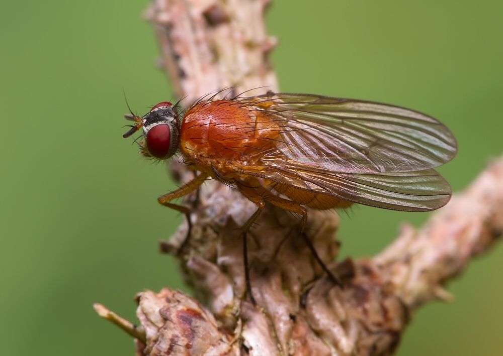 Phaonia pallida