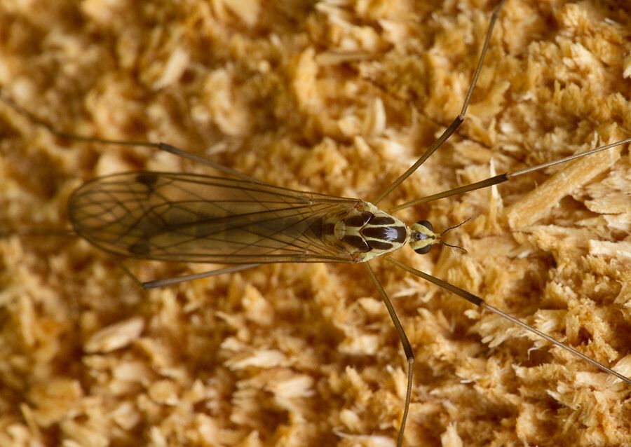 Tipula pruinosa