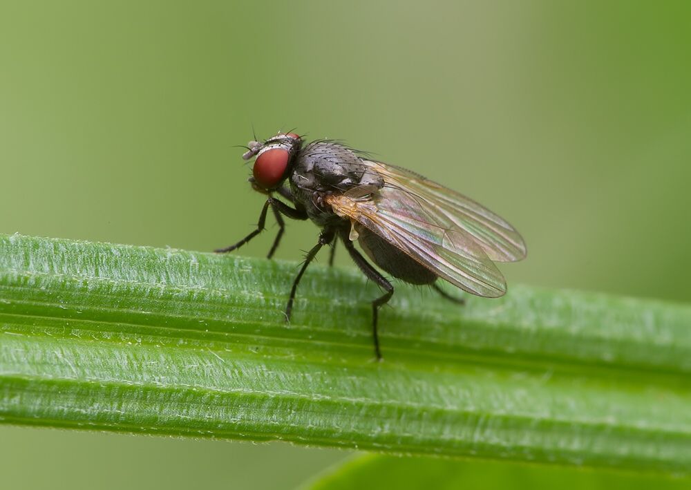 Fannia fuscula