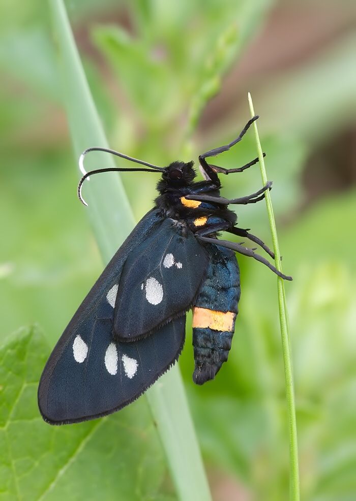 Amata phegea
