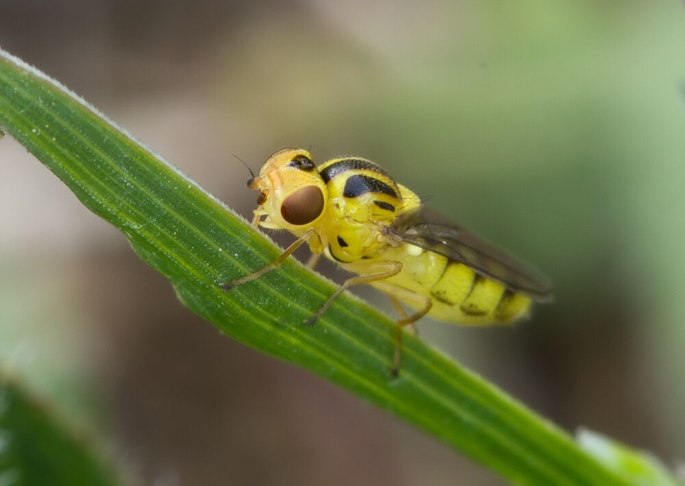 Chlorops pumilionis