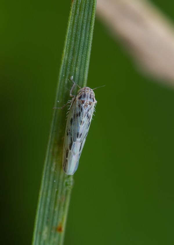 Balclutha punctata