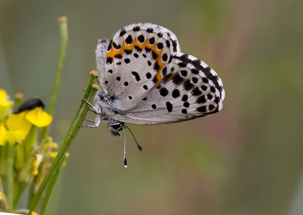 Scolitantides orion