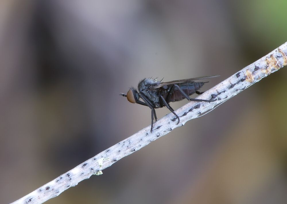 Empis caudatula