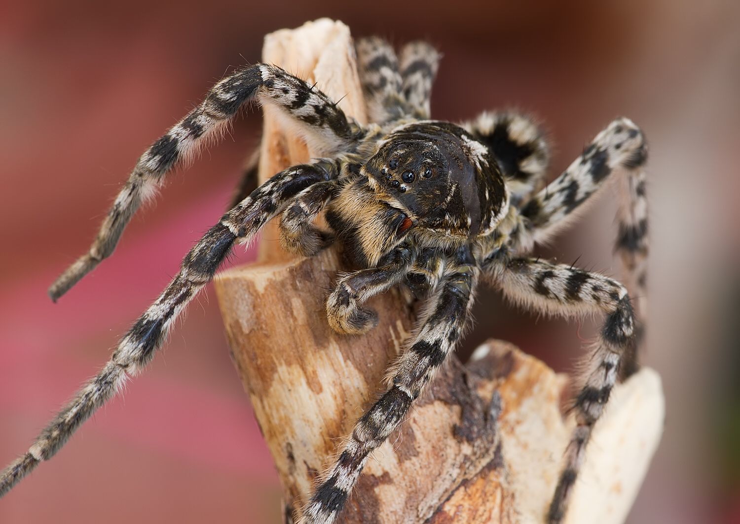 Lycosa singoriensis