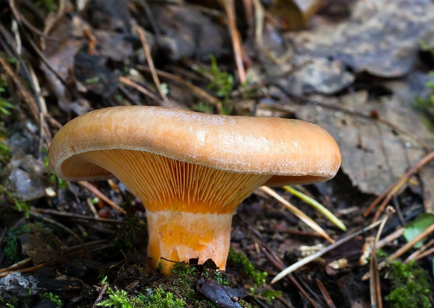 Lactarius deterrimus