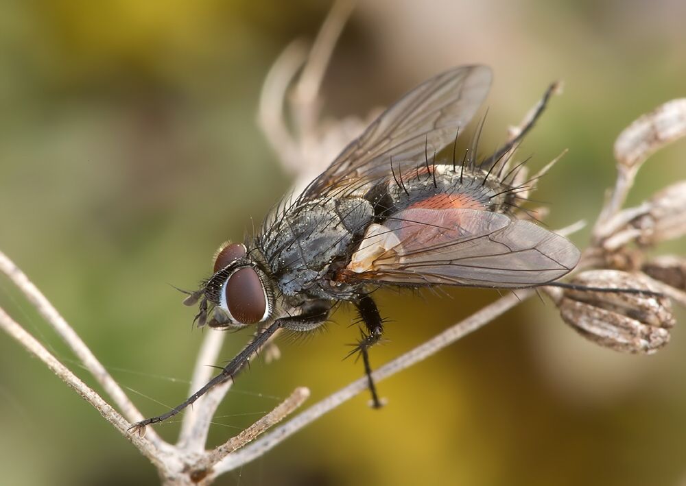 Eriothrix rufomaculatus