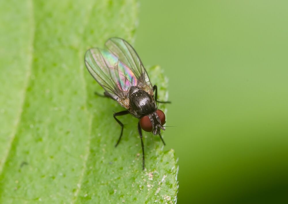 Fannia carbonaria