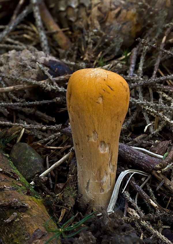Clavariadelphus truncatus (kyjak useknutý)