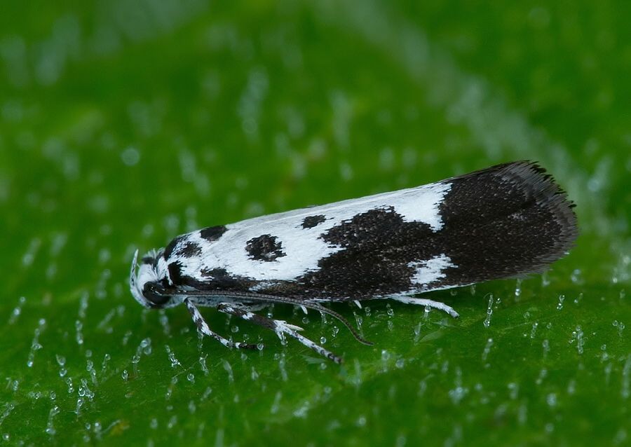 Ethmia quadrillella