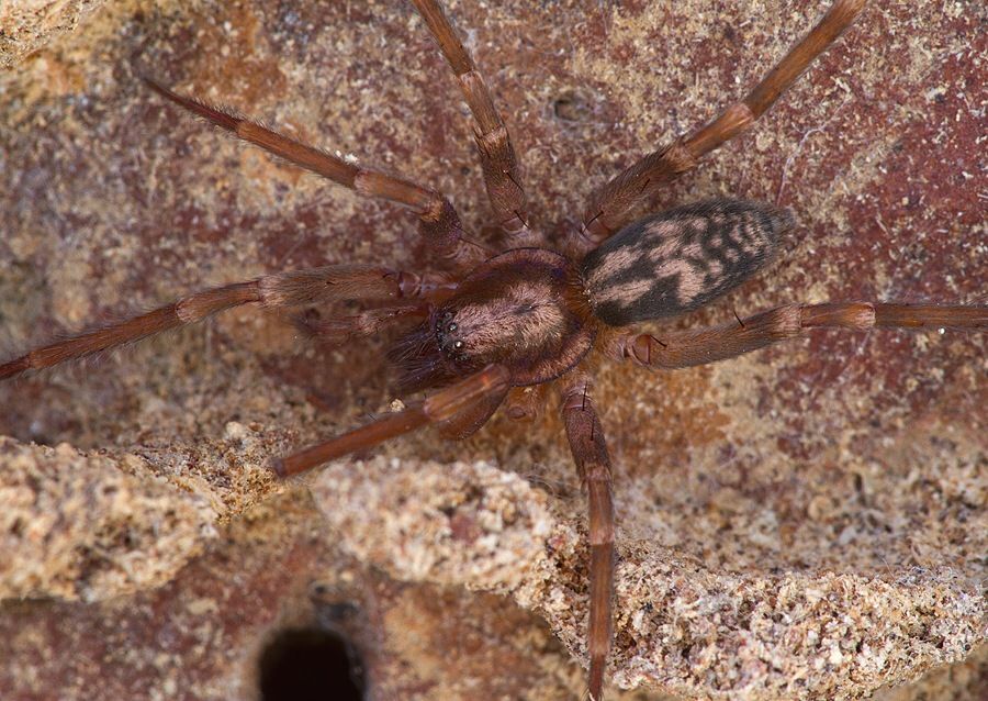 Liocranum rupicola