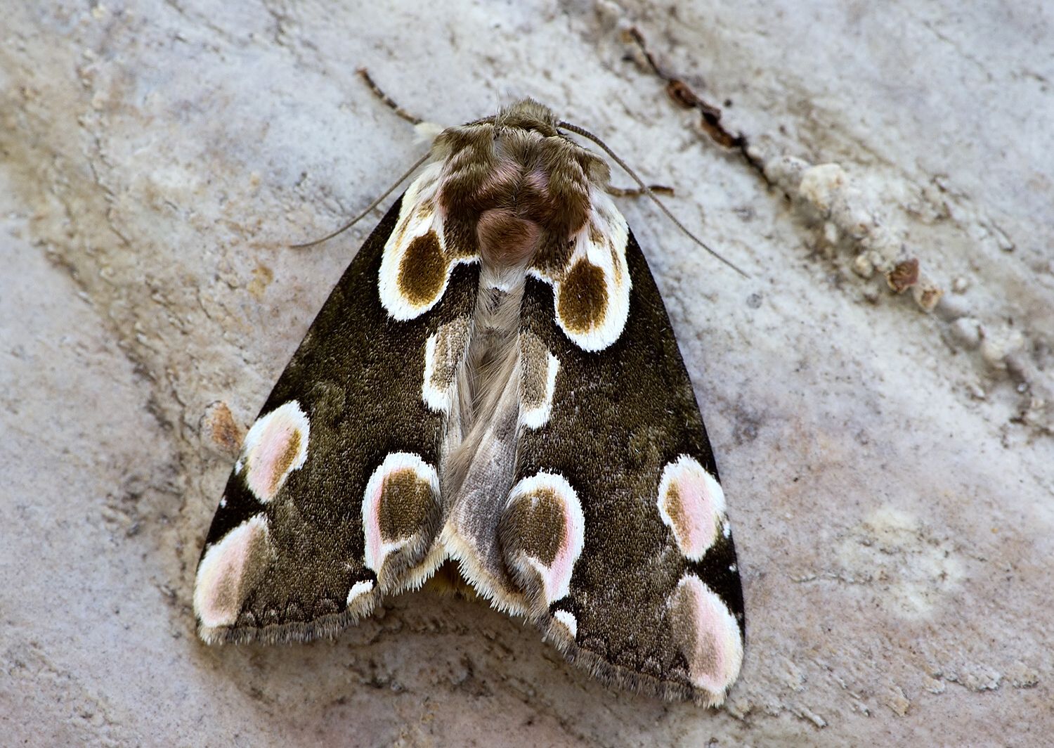Thyatira batis