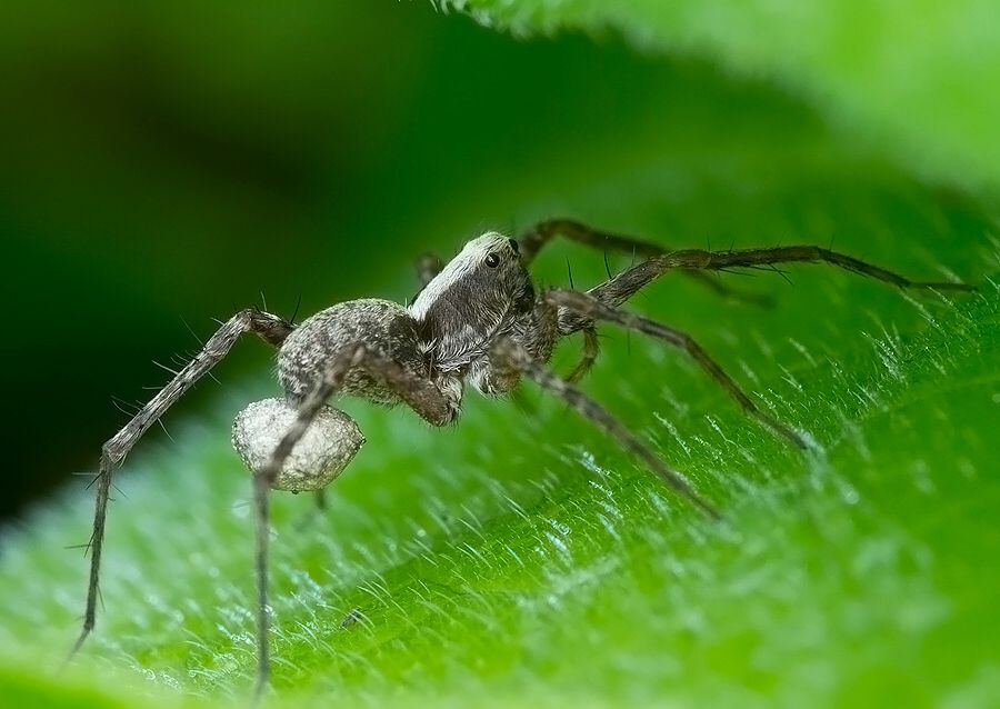 Pardosa cf. lugubris