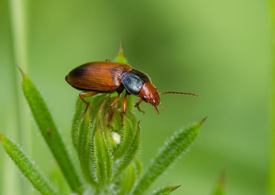 Diachromus germanus