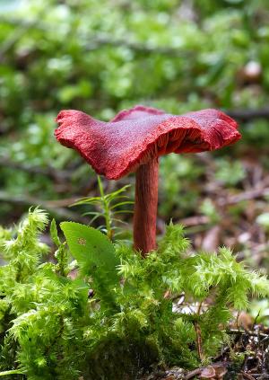Cortinarius sanguineus