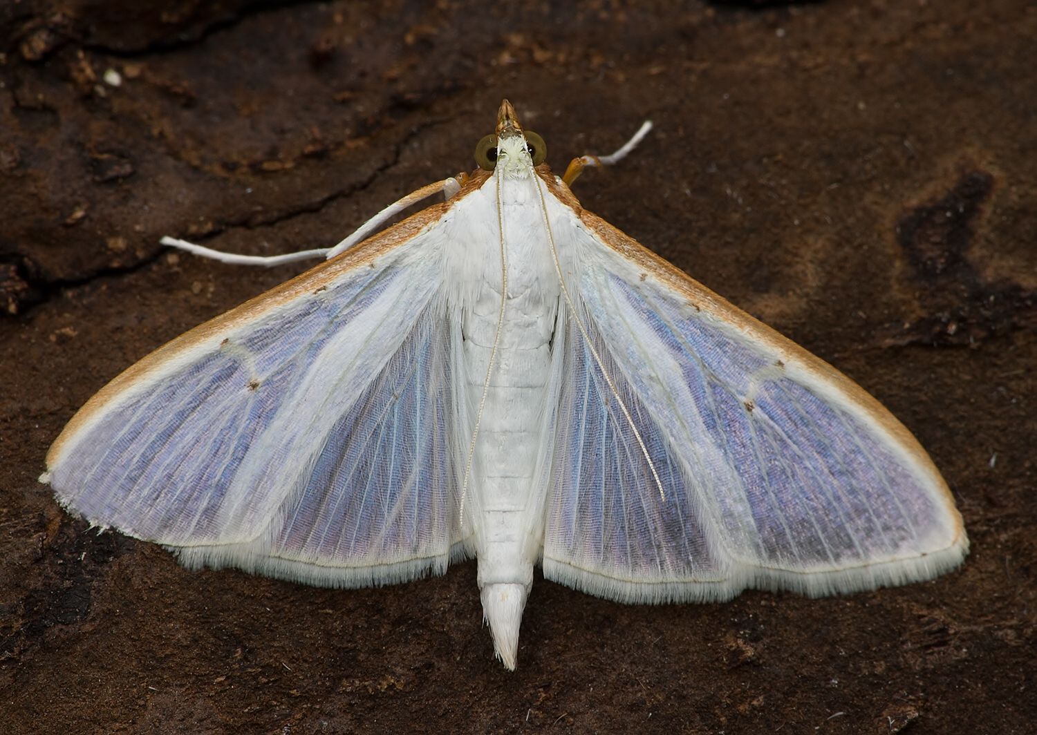 Palpita vitrealis