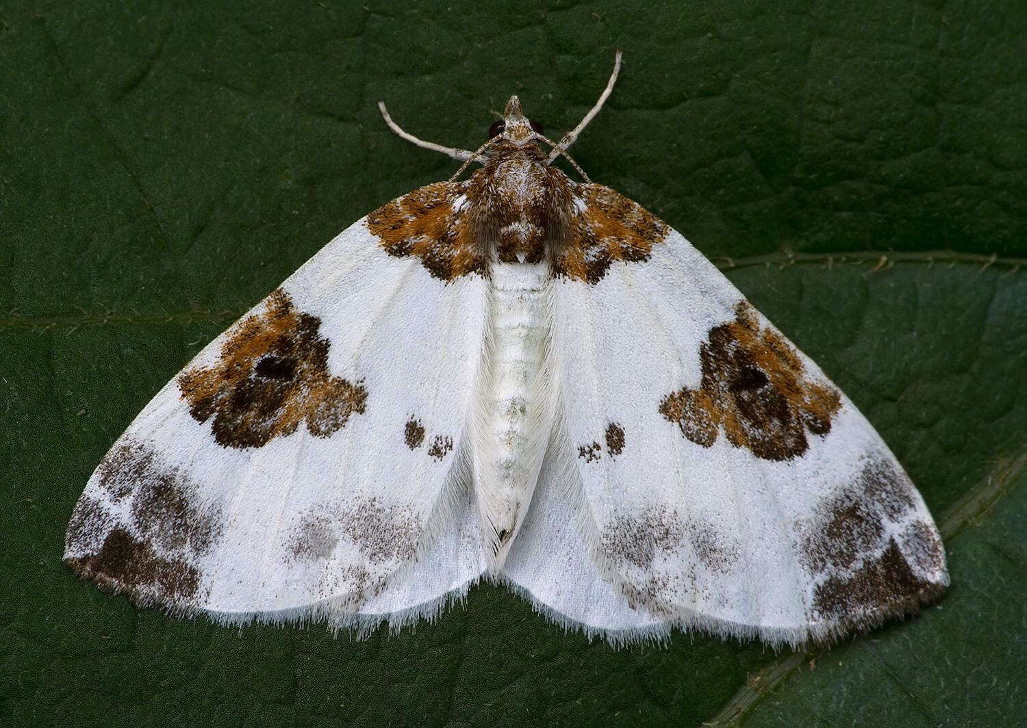 Plemyria rubiginata
