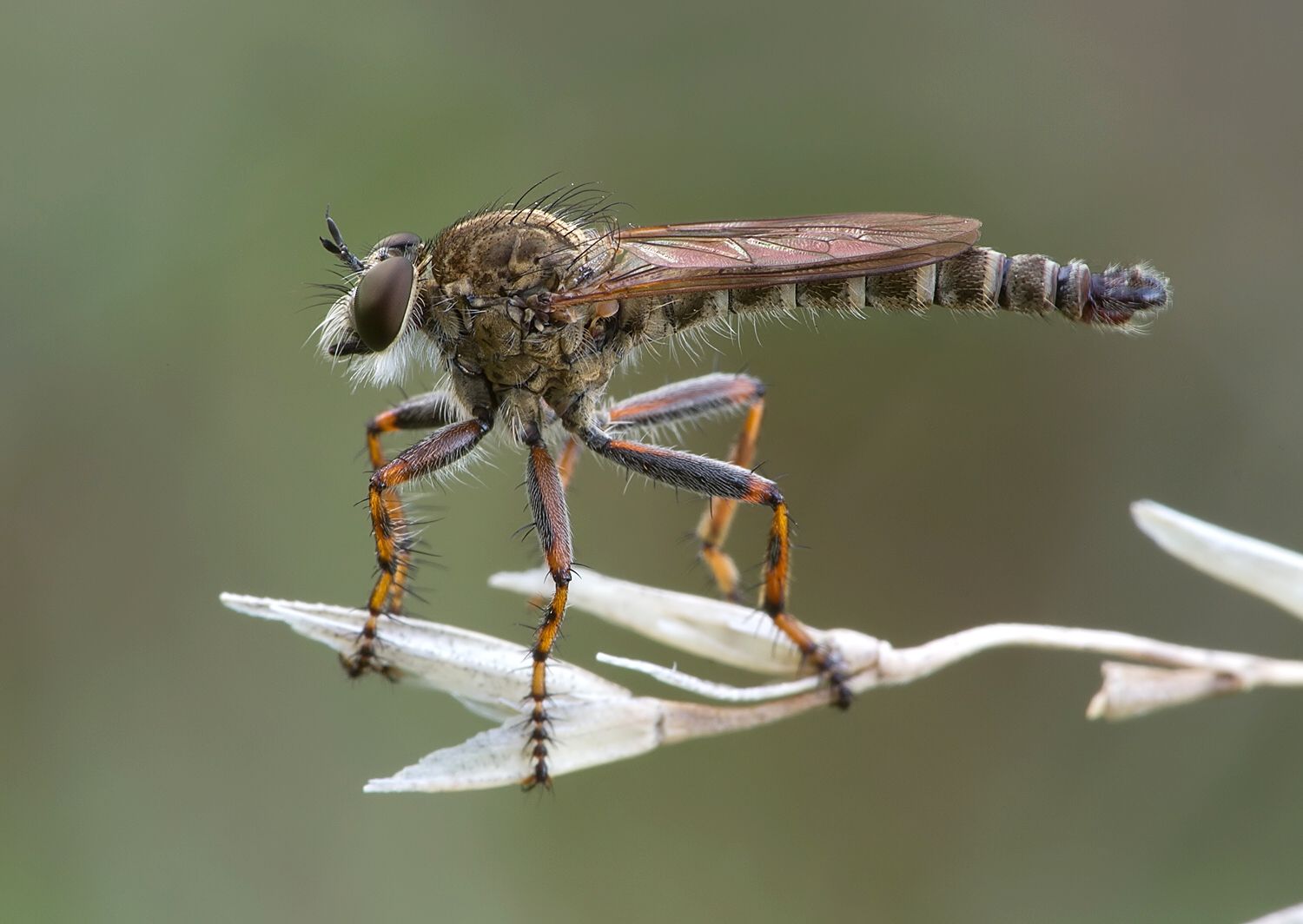 Tolmerus cingulatus