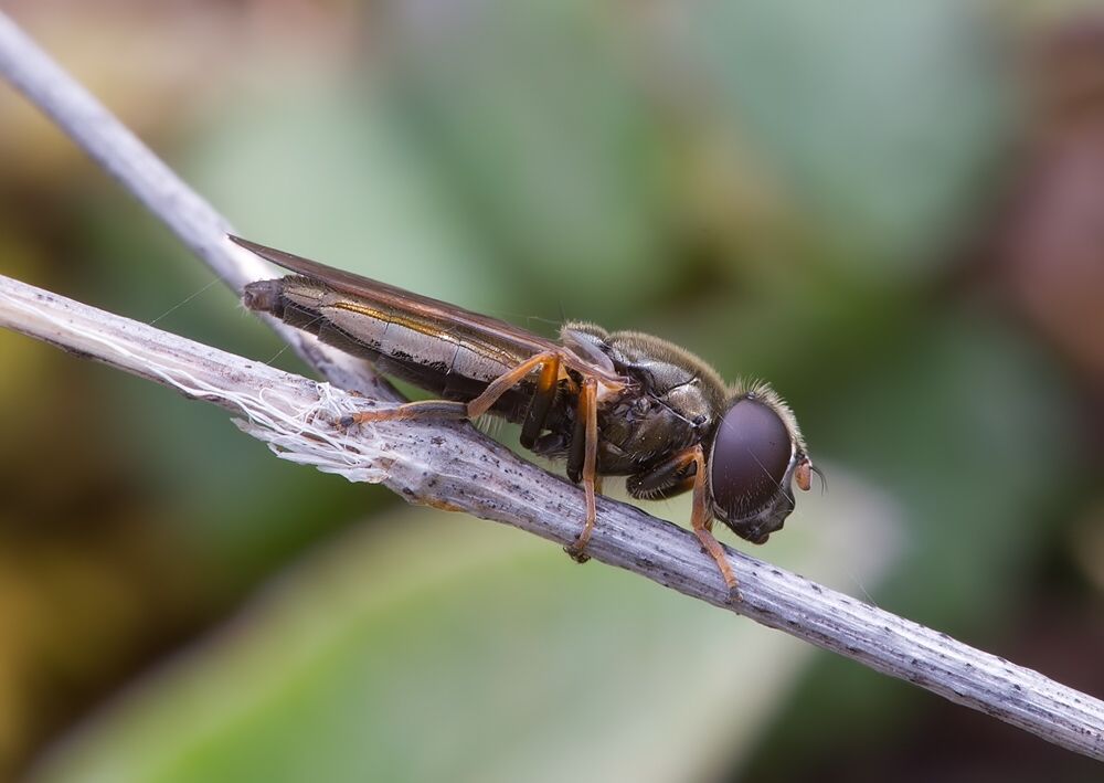 Cheilosia velutina