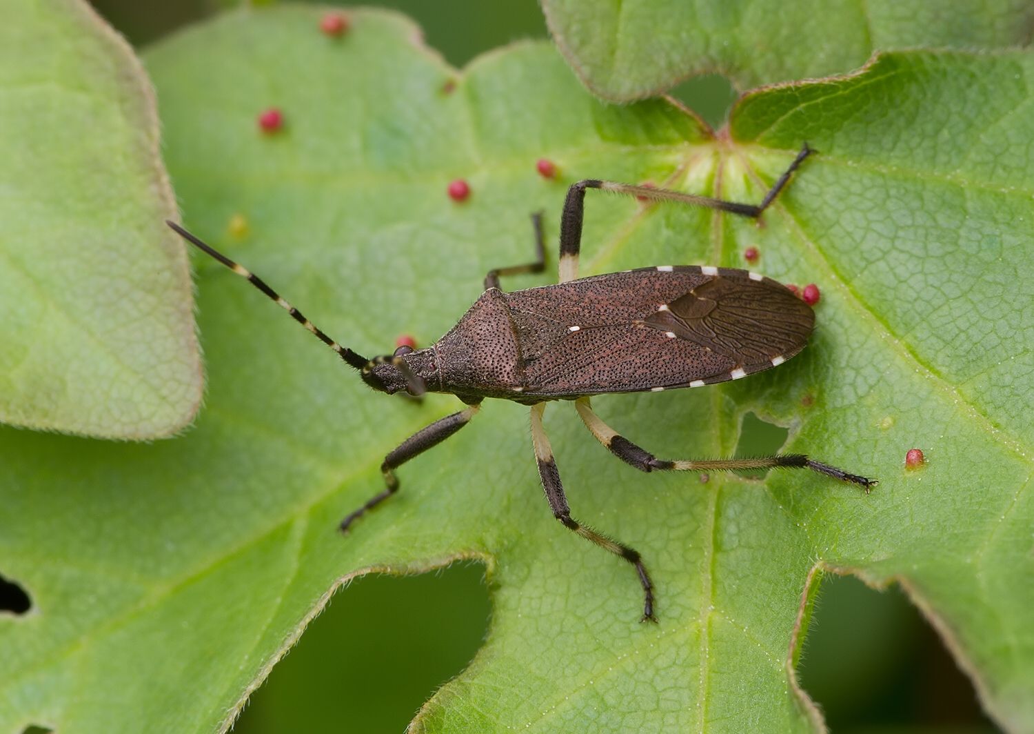 Dicranocephalus agilis