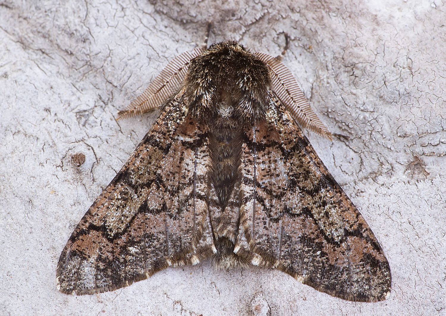 Biston strataria