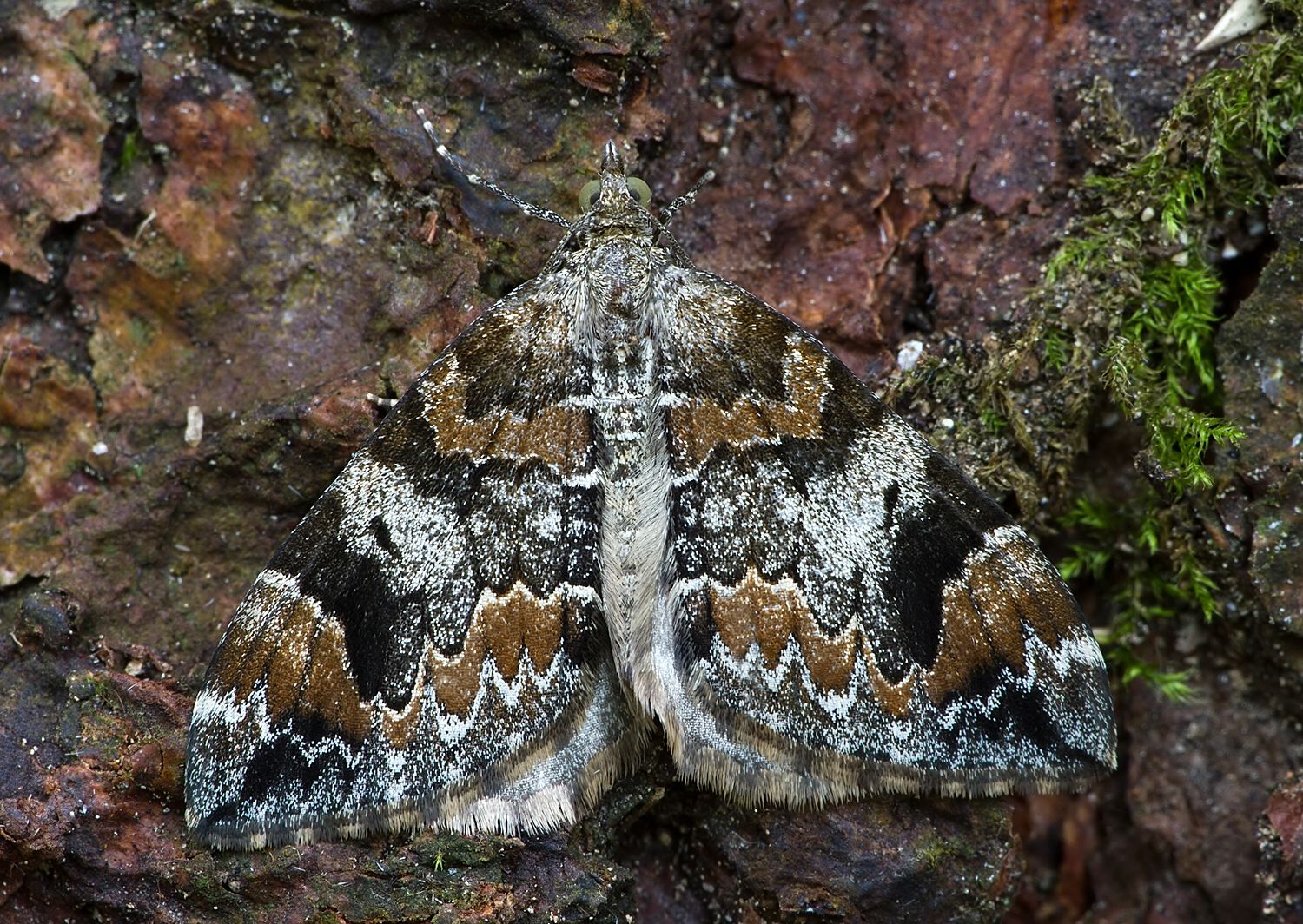 Dysstroma citrata