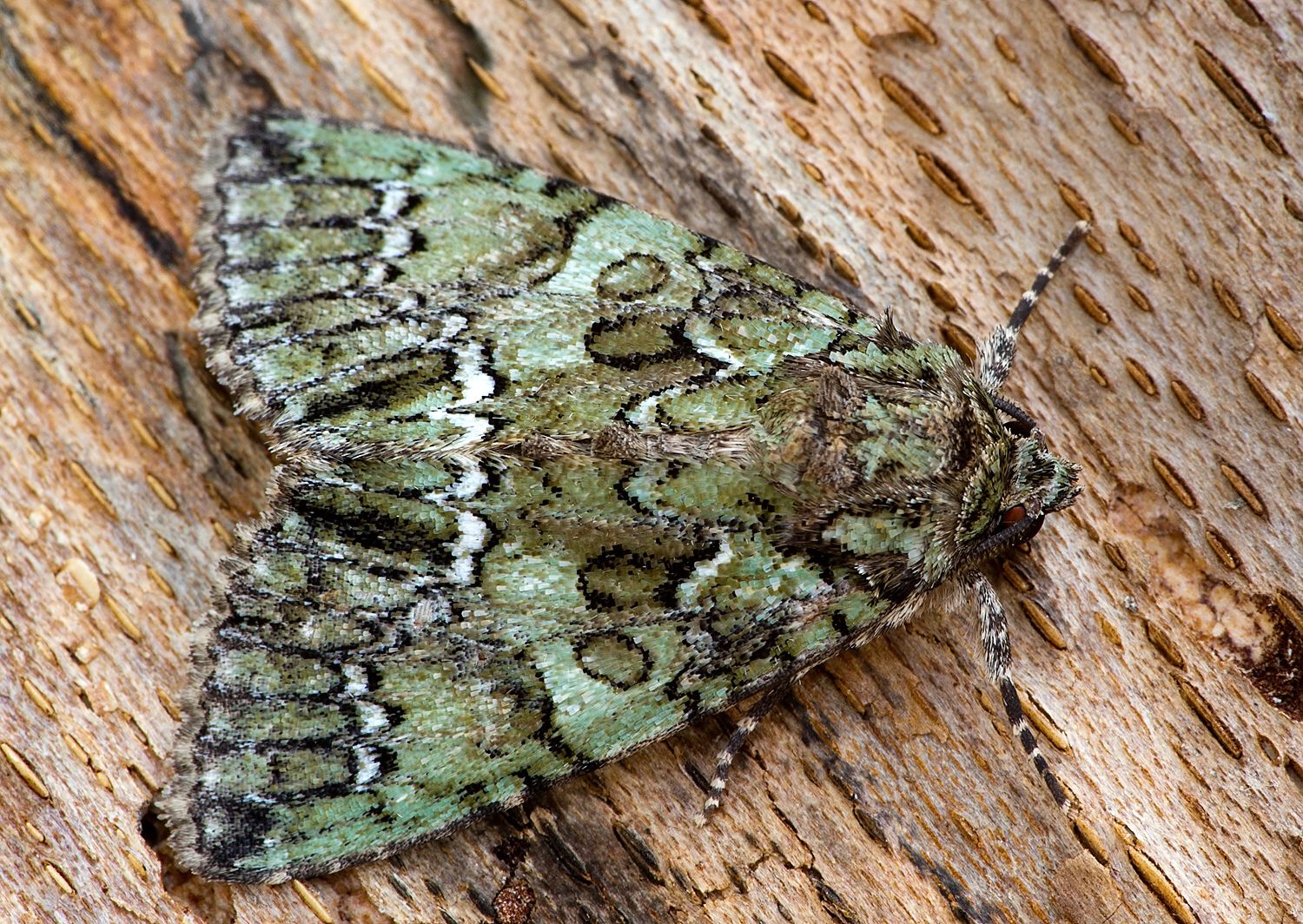 Polyphaenis sericata