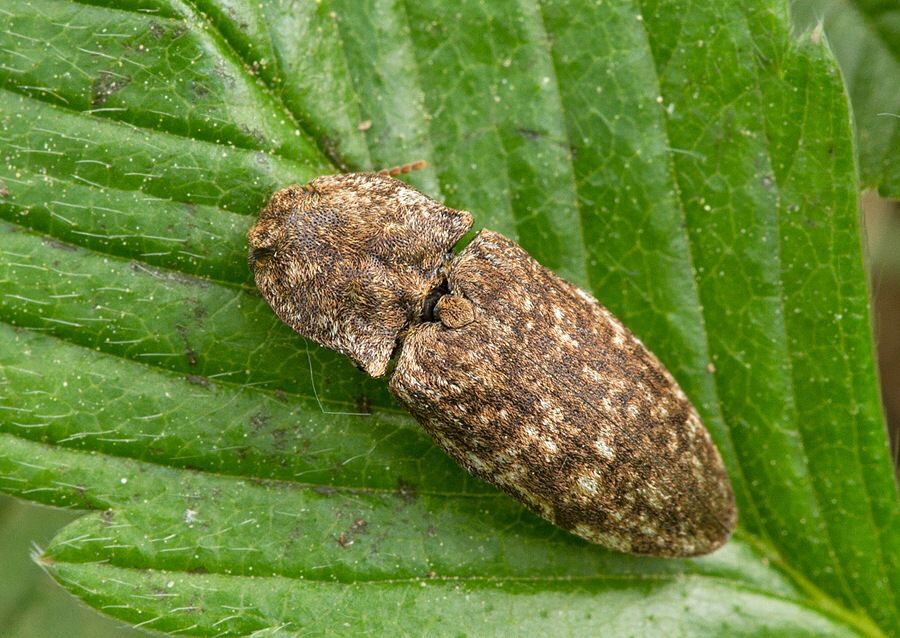 Agrypnus murinus