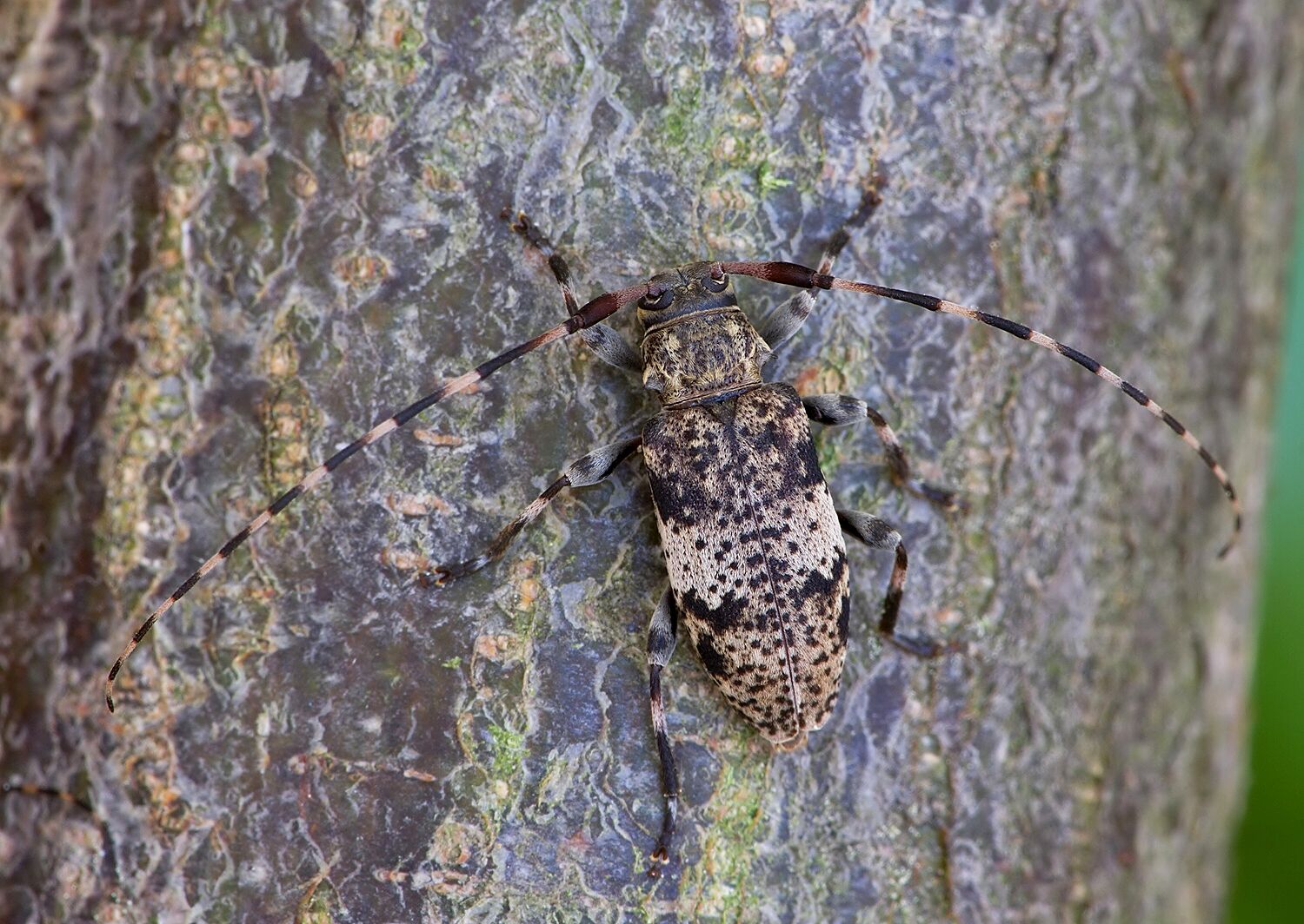Leiopus nebulosus
