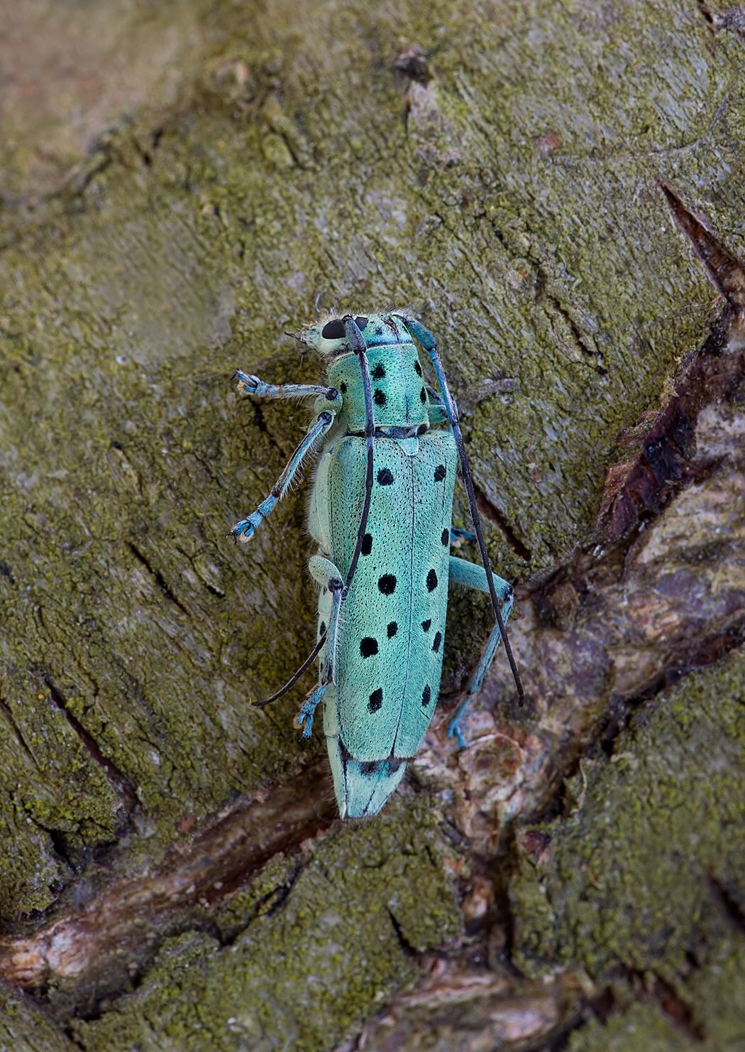 Saperda punctata
