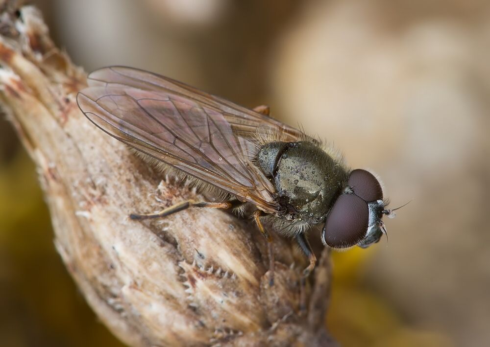 Cheilosia vernalis