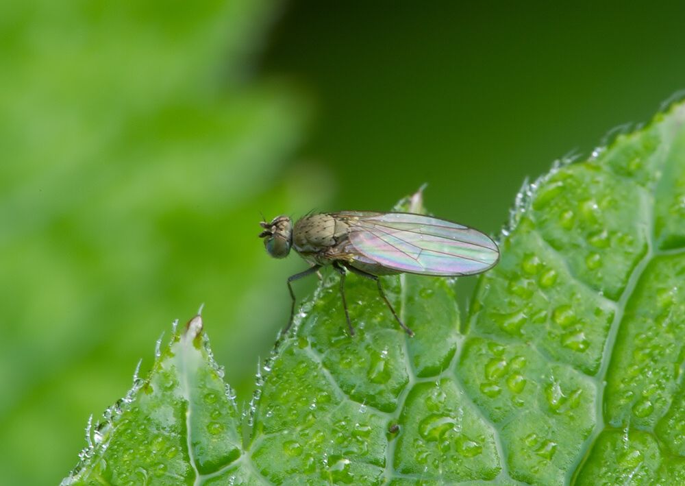 Hydrellia griseola