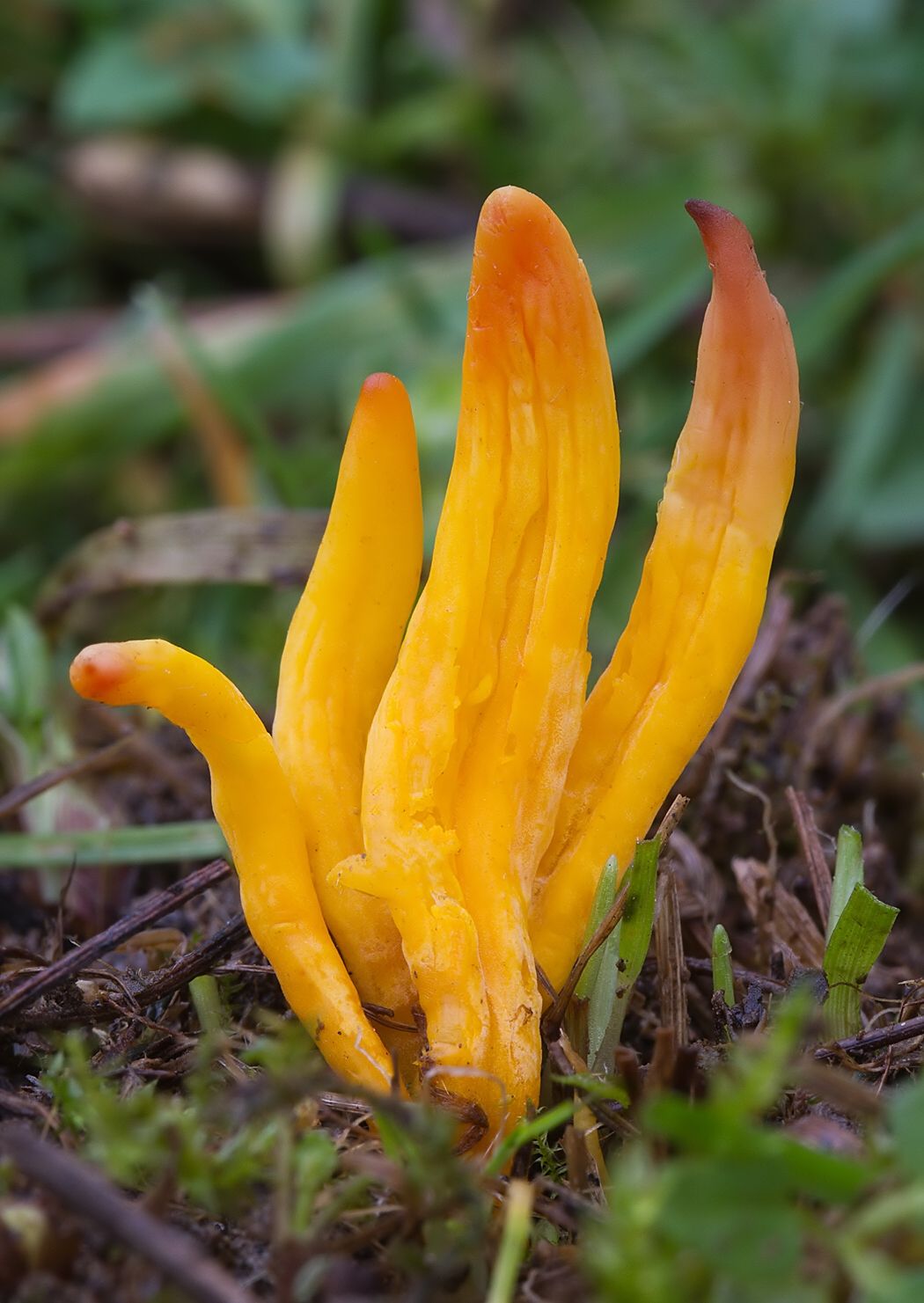 Clavulinopsis sp.
