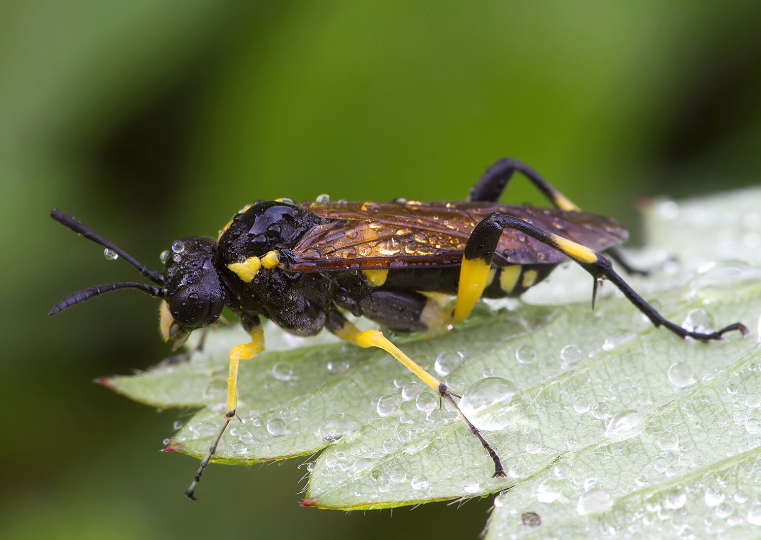 Macrophya montana