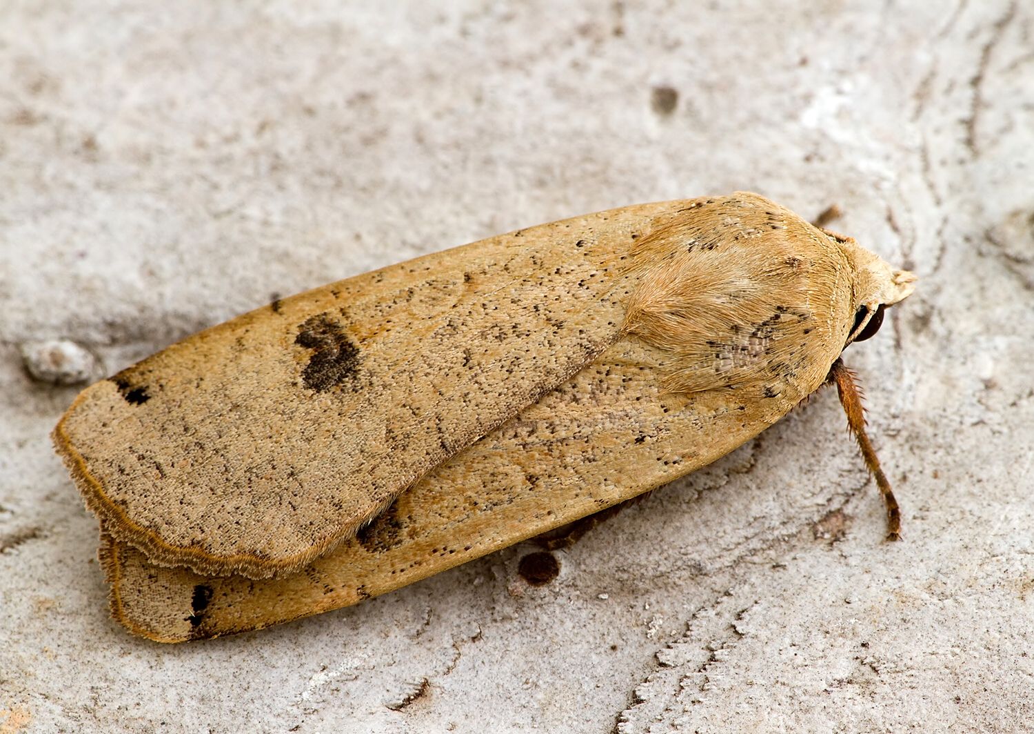 Noctua pronuba