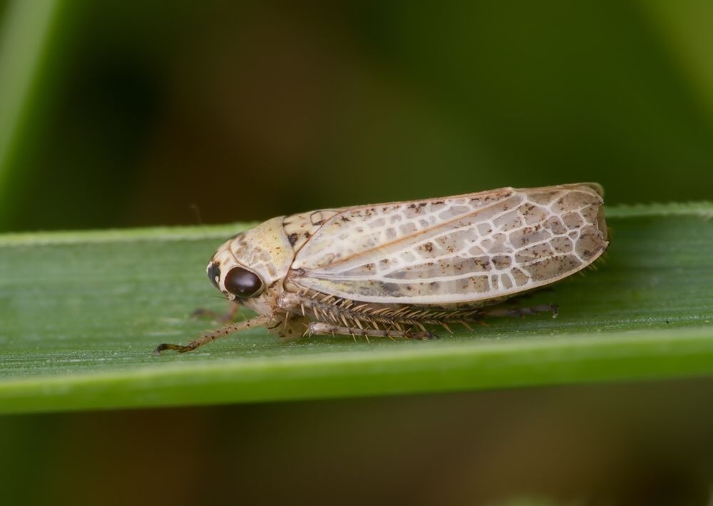 Allygidius atomarius
