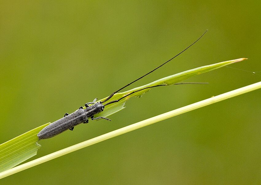Calamobius filum